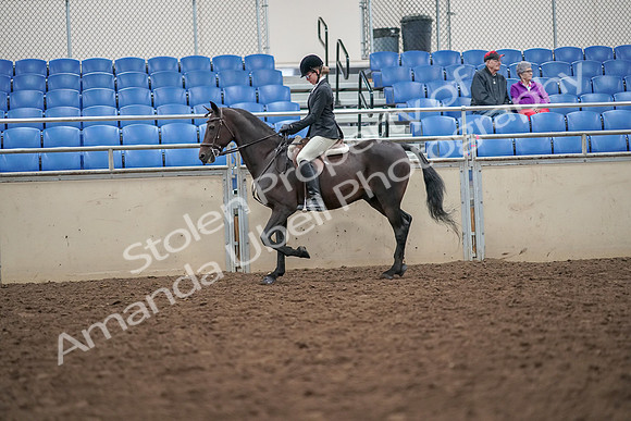 2019 Morgan Horse Show - Aug 30, 2019 - 20131