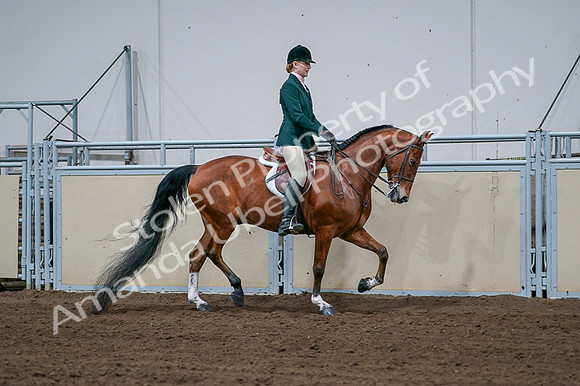 2020 - AB Morgan Horse - Fri, Sept 04 - 01735