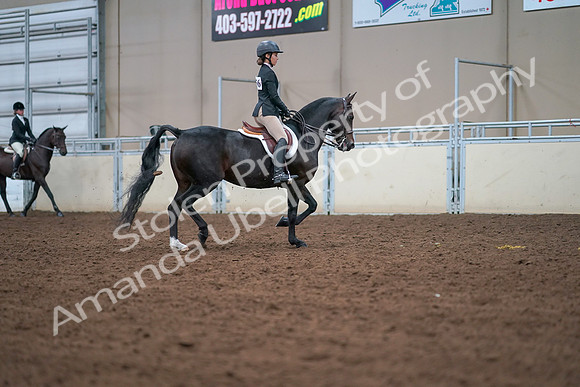 2019 Morgan Horse Show - Aug 30, 2019 - 20946