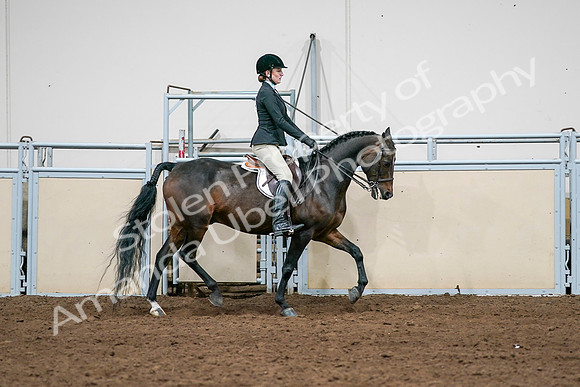 2020 - AB Morgan Horse - Sat, Sept 05 - 14576