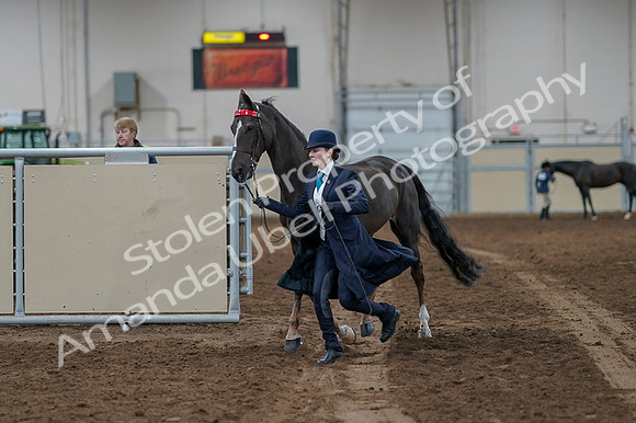 2020 - AB Morgan Horse - Fri, Sept 04 - 00668