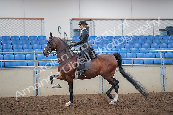 2019 Morgan Horse Show - Aug 30, 2019 - 21409
