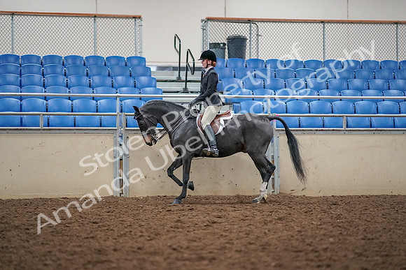 2019 Morgan Horse Show - Aug 30, 2019 - 23108