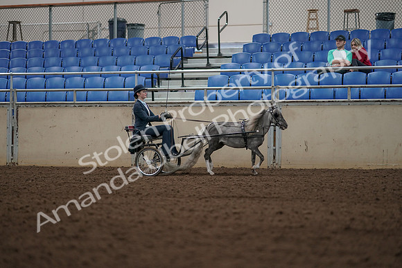 2019 Morgan Horse Show - Aug 31, 2019 - 04516