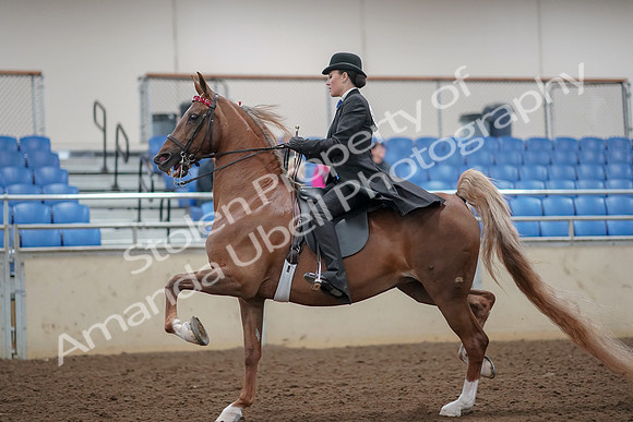 2019 Morgan Horse Show - Aug 30, 2019 - 24993