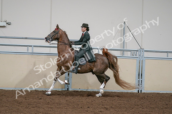 2020 - AB Morgan Horse - Sat, Sept 05 - 13054