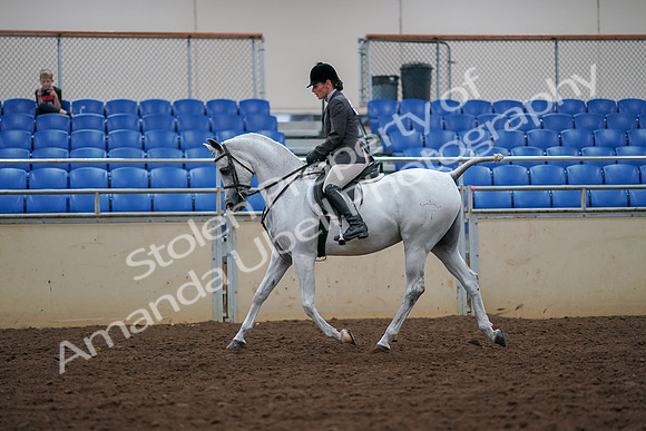 2019 Morgan Horse Show - Aug 30, 2019 - 17375