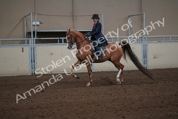 2019 Morgan Horse Show - Sept 01, 2019 - 11905