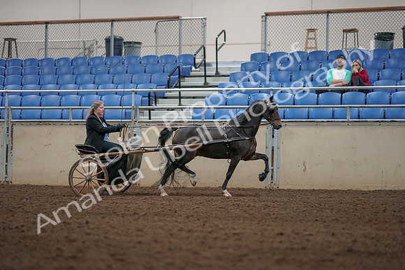 2019 Morgan Horse Show - Aug 31, 2019 - 04460