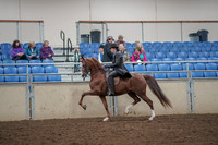 2019 Morgan Horse Show - Aug 30, 2019 - 26498