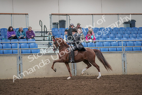 2019 Morgan Horse Show - Aug 30, 2019 - 26498