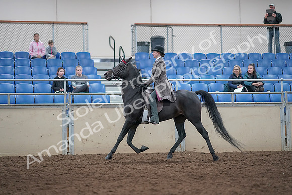 2019 Morgan Horse Show - Aug 31, 2019 - 09319