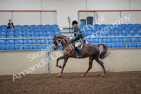 2019 Morgan Horse Show - Aug 30, 2019 - 17433