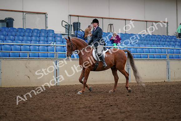 2019 Morgan Horse Show - Aug 30, 2019 - 22204