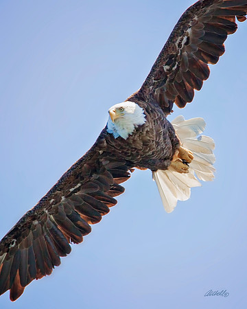 Birds - 204