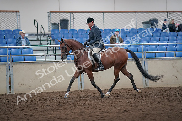 2019 Morgan Horse Show - Aug 31, 2019 - 14818