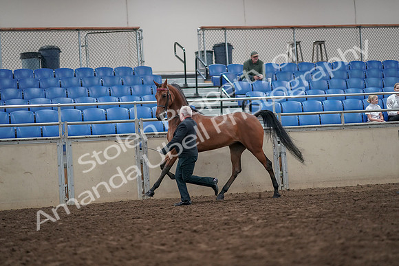 2019 Morgan Horse Show - Aug 31, 2019 - 03582