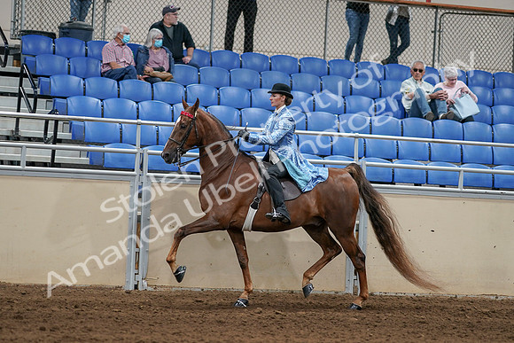 2020 - AB Morgan Horse - Sat, Sept 05 - 06237