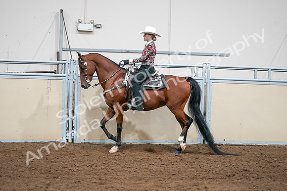 2020 - AB Morgan Horse - Fri, Sept 04 - 08410