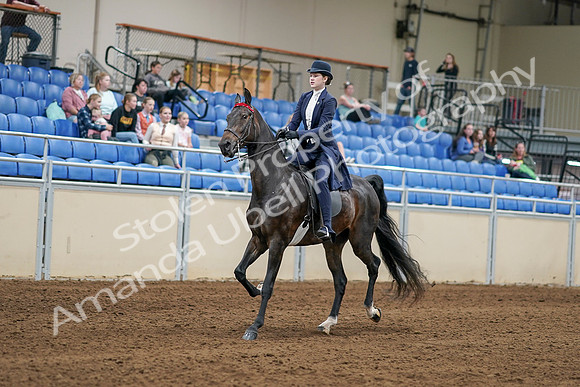 2020 - AB Morgan Horse - Sat, Sept 05 - 06260