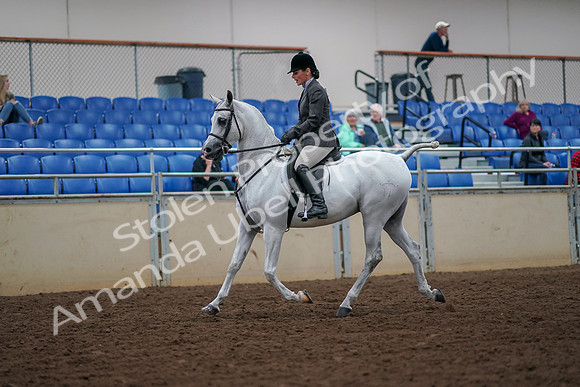 2019 Morgan Horse Show - Aug 30, 2019 - 17264