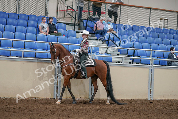 2020 - AB Morgan Horse - Fri, Sept 04 - 08304