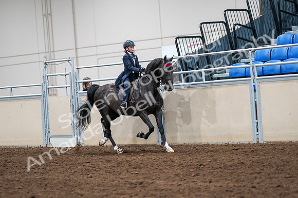 2020 - AB Morgan Horse - Fri, Sept 04 - 03127
