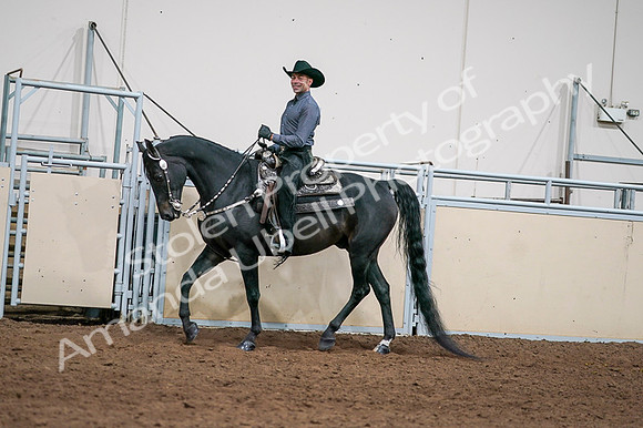 2020 - AB Morgan Horse - Fri, Sept 04 - 08537