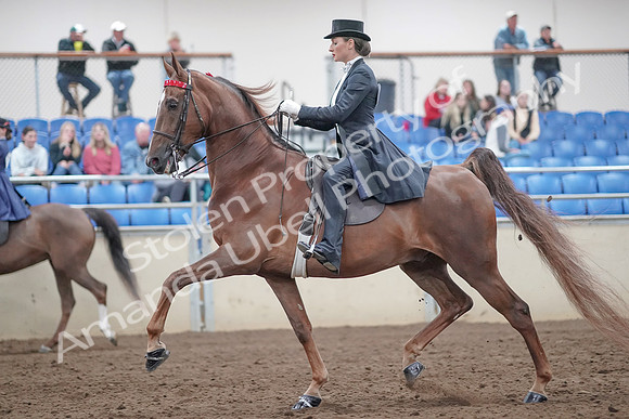 2019 Morgan Horse Show - Aug 31, 2019 - 20457
