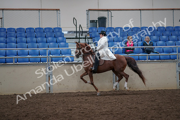 2019 Morgan Horse Show - Aug 31, 2019 - 17900