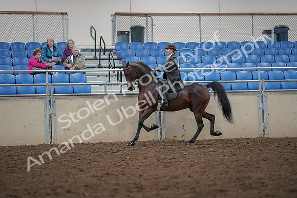 2019 Morgan Horse Show - Aug 30, 2019 - 27946
