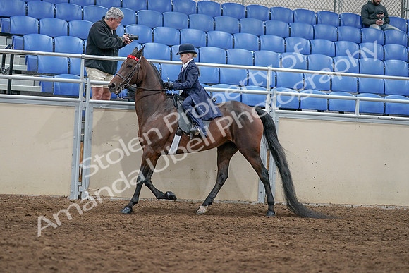 2020 - AB Morgan Horse - Sat, Sept 05 - 04777