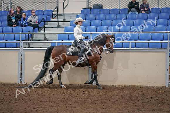 2020 - AB Morgan Horse - Fri, Sept 04 - 08441