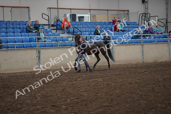 2019 Morgan Horse Show - Aug 31, 2019 - 03938