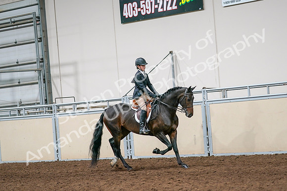 2020 - AB Morgan Horse - Sun, Sept 06 - 08065