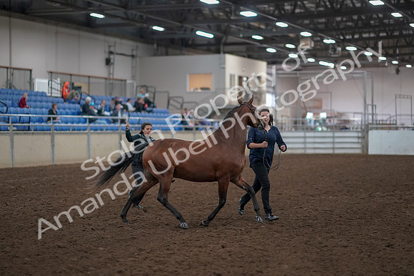 2019 Morgan Horse Show - Aug 31, 2019 - 00988