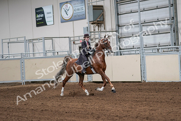 2020 - AB Morgan Horse - Sat, Sept 05 - 06422