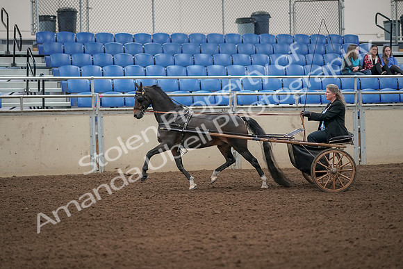 2019 Morgan Horse Show - Aug 31, 2019 - 04240