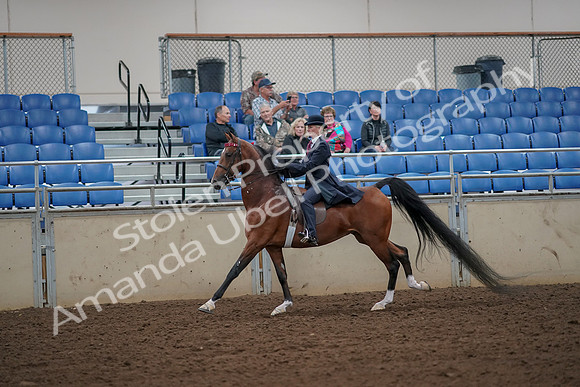 2019 Morgan Horse Show - Aug 30, 2019 - 25149