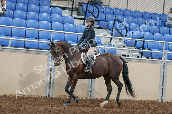 2020 - AB Morgan Horse - Sat, Sept 05 - 14403