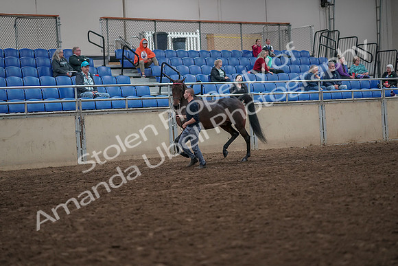 2019 Morgan Horse Show - Aug 31, 2019 - 03937