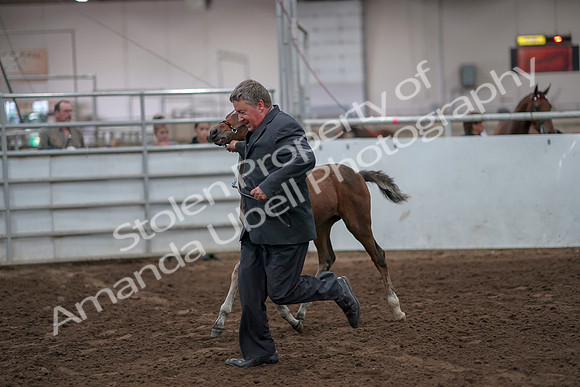 2019 Morgan Horse Show - Aug 31, 2019 - 00886