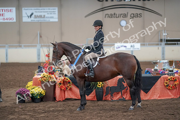 2019 Morgan Horse Show - Aug 31, 2019 - 19792
