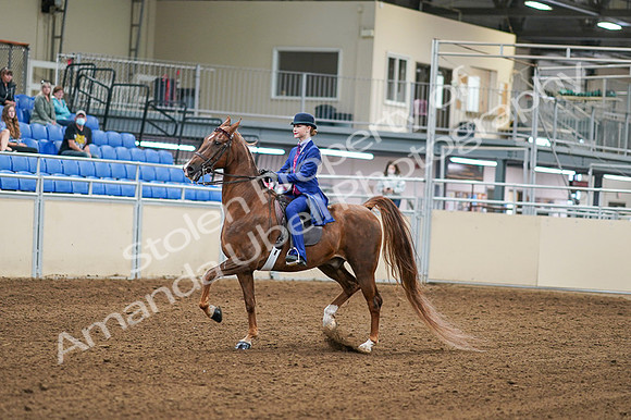 2020 - AB Morgan Horse - Fri, Sept 04 - 04871