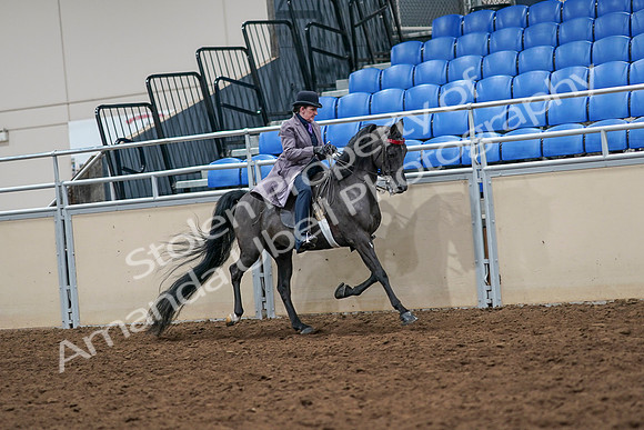 2020 - AB Morgan Horse - Sat, Sept 05 - 13969