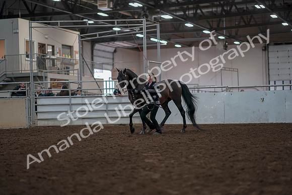 2019 Morgan Horse Show - Aug 31, 2019 - 03384