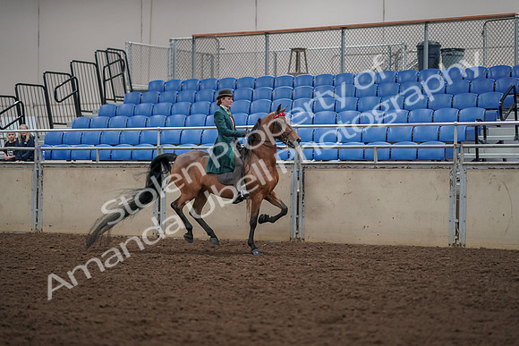 2019 Morgan Horse Show - Aug 30, 2019 - 28169