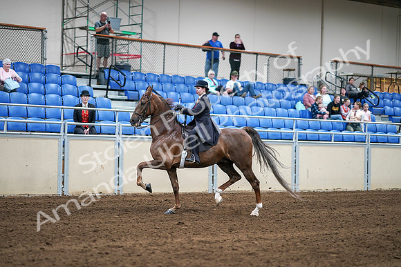 2020 - AB Morgan Horse - Sat, Sept 05 - 06203