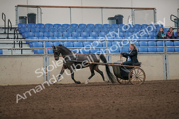 2019 Morgan Horse Show - Aug 31, 2019 - 04303