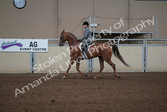2019 Morgan Horse Show - Sept 01, 2019 - 12203